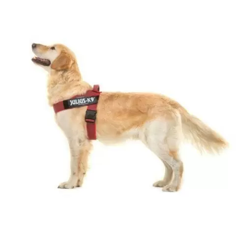 Lightweight Dog Walking Belt Harness - Julius K9 UK