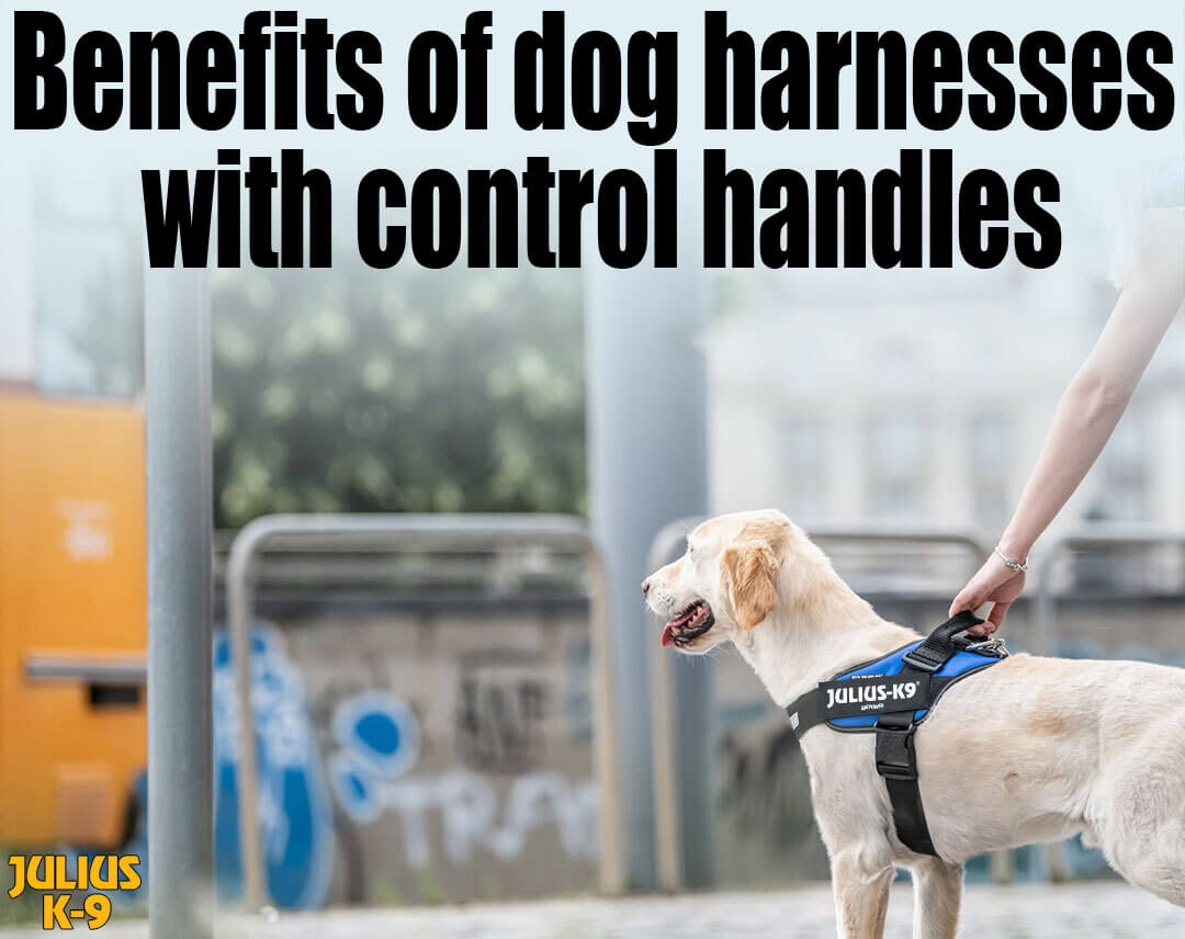 The Benefits of Dog Harnesses With Handles - Julius K9 UK Blog