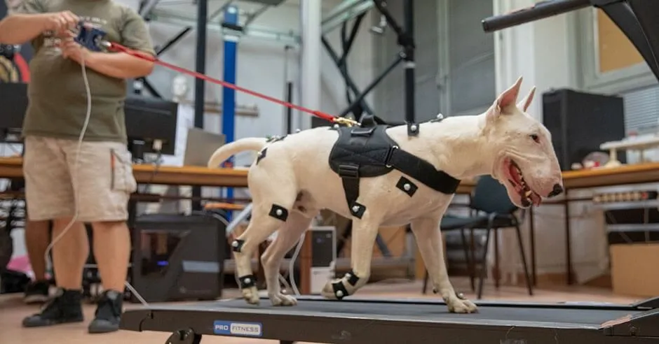 dog on treadmill having its movement tested while wearing a harness