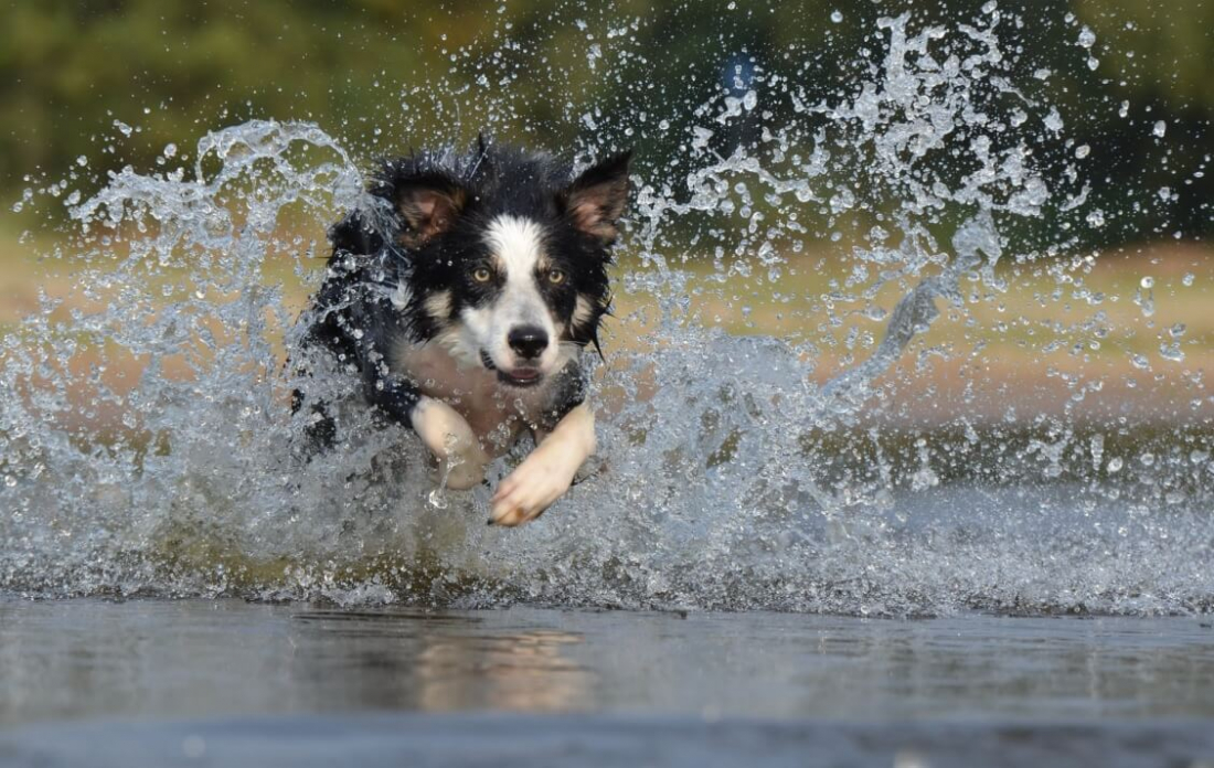 how do i know if my dog is retaining water