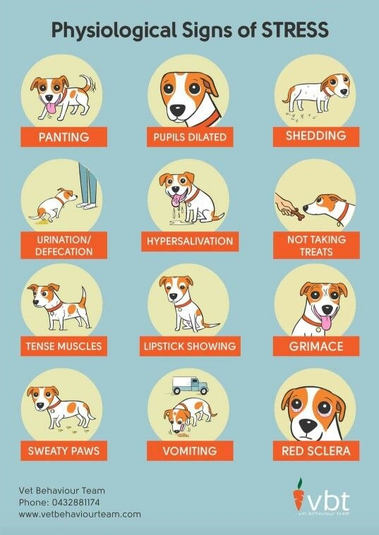 VBT infographic of common signs of dog stress