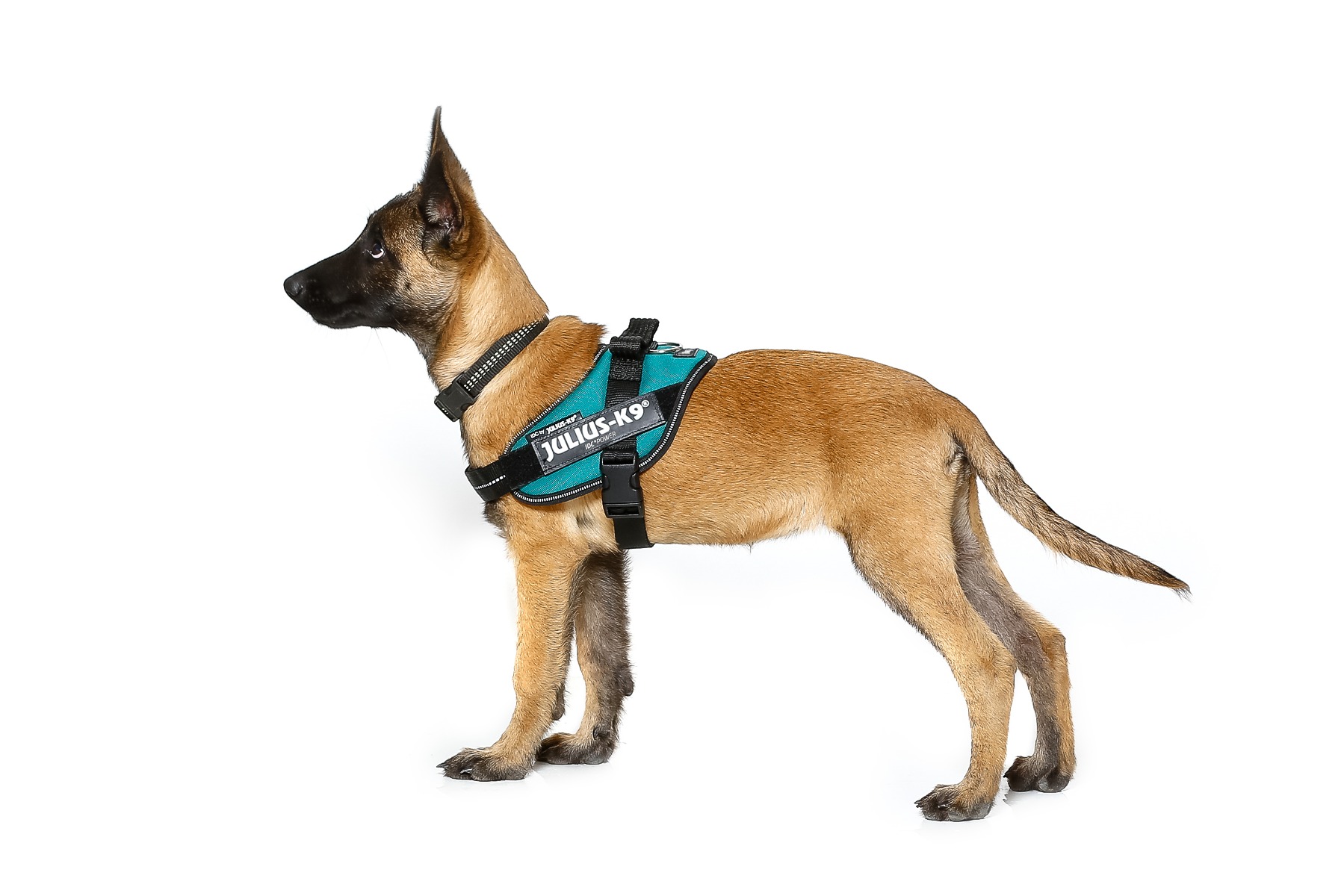 162BE-0 Taille: 0 Julius-K9 Terre Powerharness 