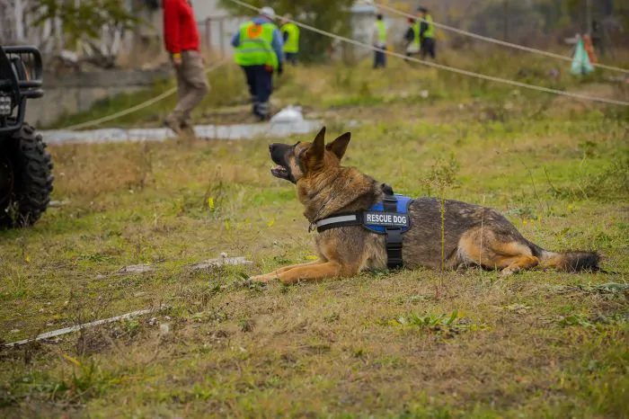 IronSeals Tactical Service Dog Vest Military Patrol K9 Dog Harness Molle Dog Vest Harness with Handles 