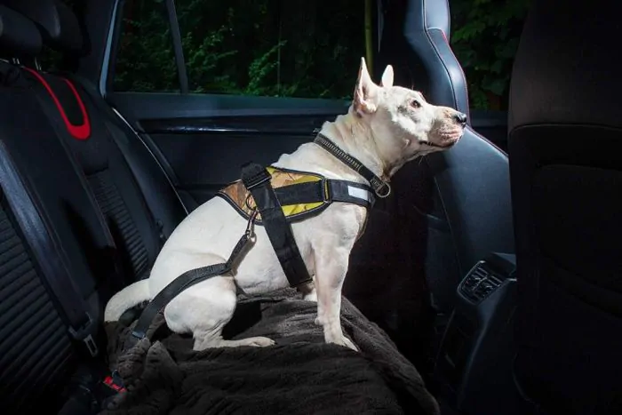 Car Dog Seat Belt Dog Car Adapter Strap Lock Seat Belt 