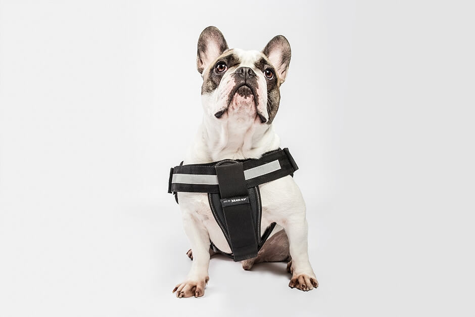 how tight should a dog harness fit
