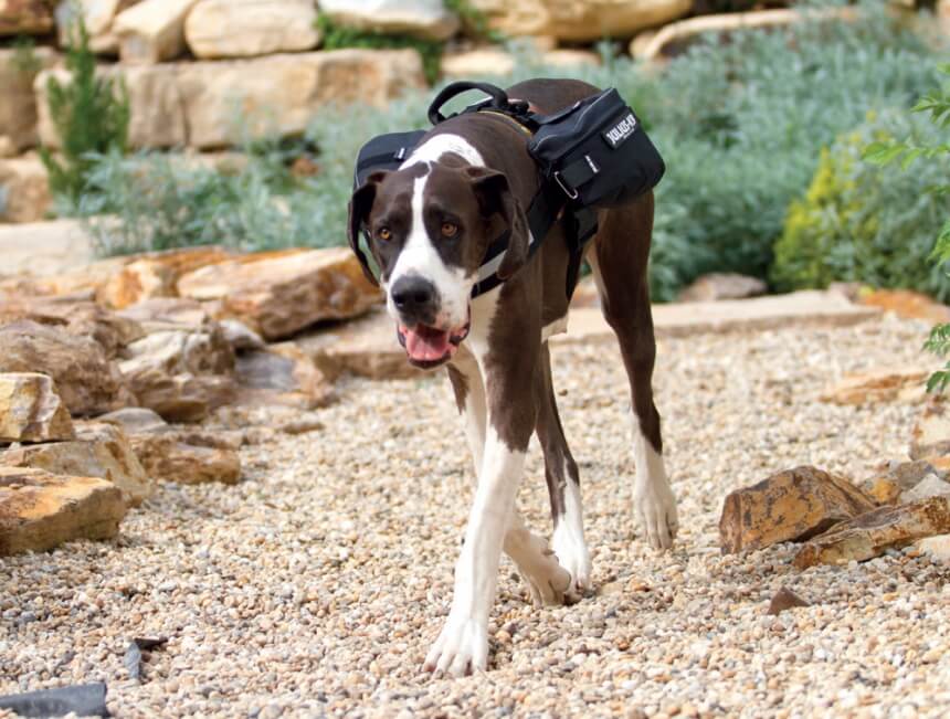 Fitting Saddle Bags To IDC® Dog Harnesses - Julius K9 UK Blog