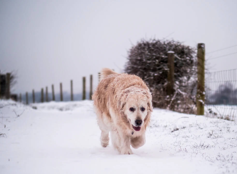 how long to walk dog in cold weather